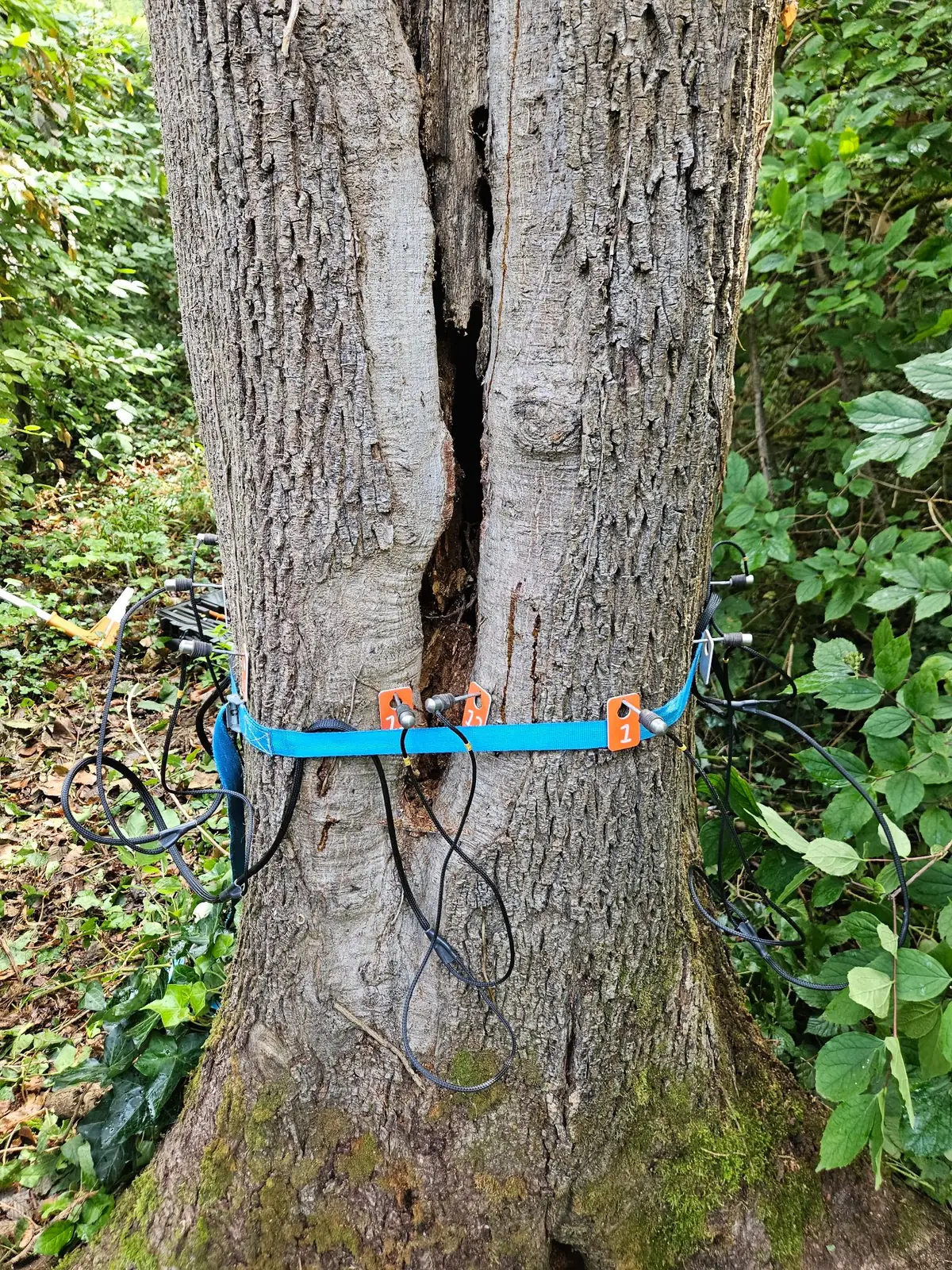 Baumkontrolle / Baumkataster