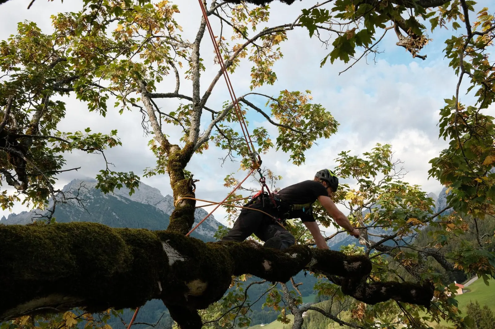 Blick in eine sonnendurchflutete Baumkrone
